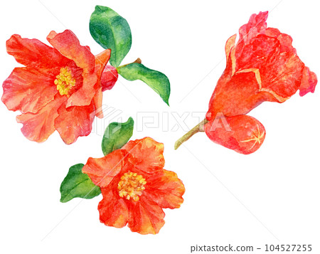 Pomegranate flower watercolor illustration 104527255