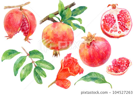 水彩畫的各種石榴插畫,果肉,花,葉,枝素材集 水彩畫的各種石榴插畫,果肉,花,葉,枝素材集 104527263