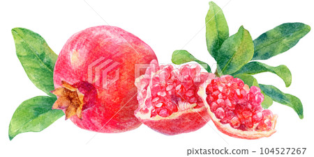 Illustration of pomegranate fruit and pulp drawn in watercolor Background leaves side by side 104527267