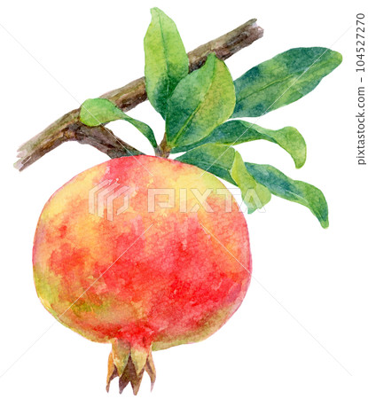 Watercolor illustration of pomegranate fruit and leaves on tree Watercolor illustration of pomegranate fruit and leaves on tree 104527270