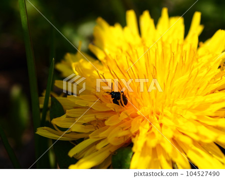 Rurimaru flea beetle perching on a dandelion flower on the Arakawa Riverbed in Kawaguchi City, Saitama Prefecture 104527490