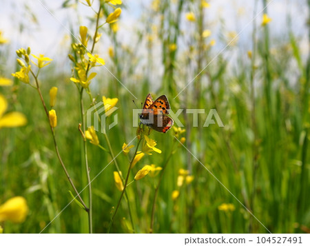 Rhododendron purpurea that came to the rape blossoms blooming on the banks of the Arakawa River in Kawaguchi City, Saitama Prefecture 104527491