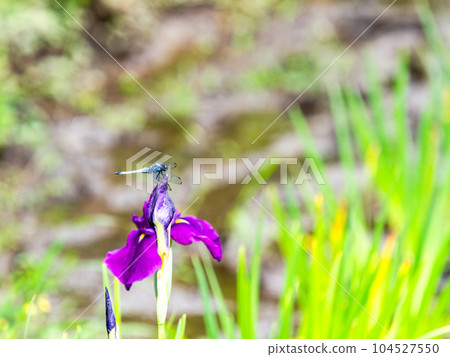 初夏風景、鳶尾花田和白蜻蜓 104527550
