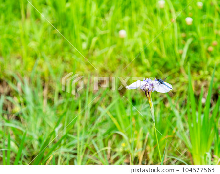 Scenery of early summer, iris fields and white dragonfly Scenery of early summer, iris fields and white dragonfly 104527563