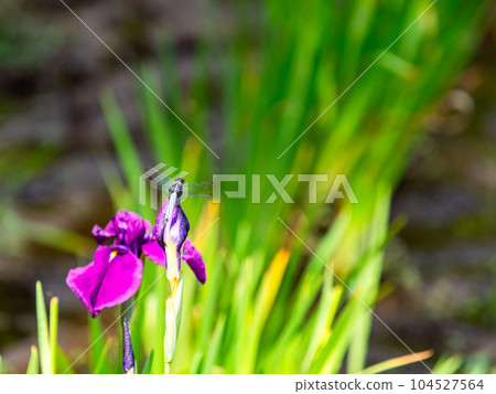 Scenery of early summer, iris fields and white dragonfly 104527564