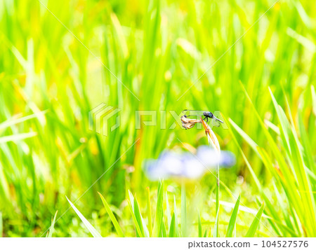 初夏風景、鳶尾花田和白蜻蜓 初夏風景、鳶尾花田和白蜻蜓 104527576
