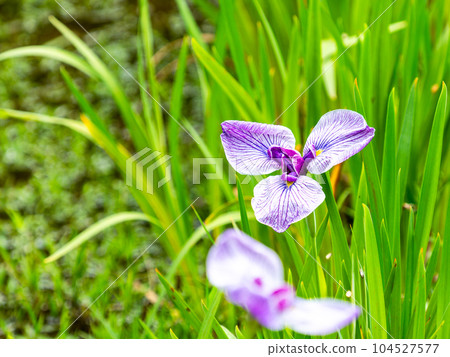初夏風景 絢麗多彩的鳶尾花 初夏風景 絢麗多彩的鳶尾花 104527577