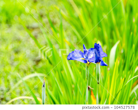 初夏風景 絢麗多彩的鳶尾花 初夏風景 絢麗多彩的鳶尾花 104527578