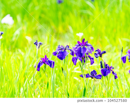 Scenery of early summer Colorful and beautiful irises Scenery of early summer Colorful and beautiful irises 104527580