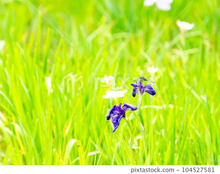 Scenery of early summer, iris fields and white dragonfly 104527581
