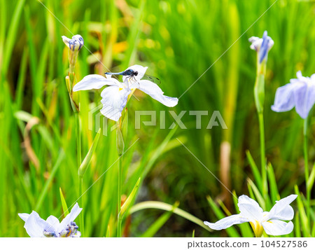 Scenery of early summer, iris fields and white dragonfly 104527586