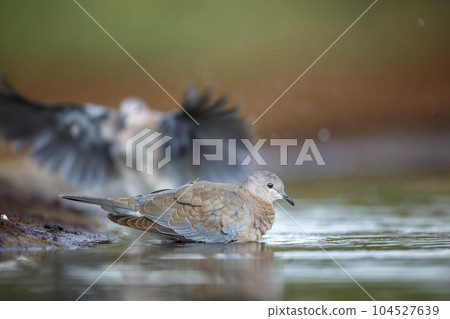 Laughing Dove in Kruger National park, South Africa 104527639