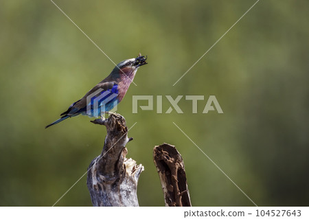 Lilac breasted roller in Kruger National park, South Africa Lilac breasted roller in Kruger National park, South Africa 104527643