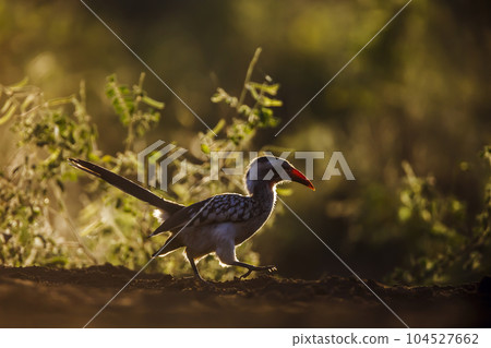 Southern Red billed Hornbill in Kruger National park, South Africa Southern Red billed Hornbill in Kruger National park, South Africa 104527662