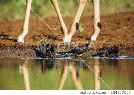 Red billed Oxpecker in Kruger National park, South Africa 104527665