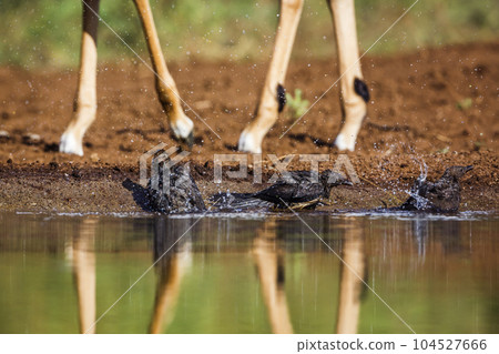 Red billed Oxpecker in Kruger National park, South Africa Red billed Oxpecker in Kruger National park, South Africa 104527666