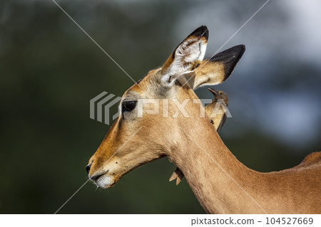 Red billed Oxpecker in Kruger National park, South Africa 104527669