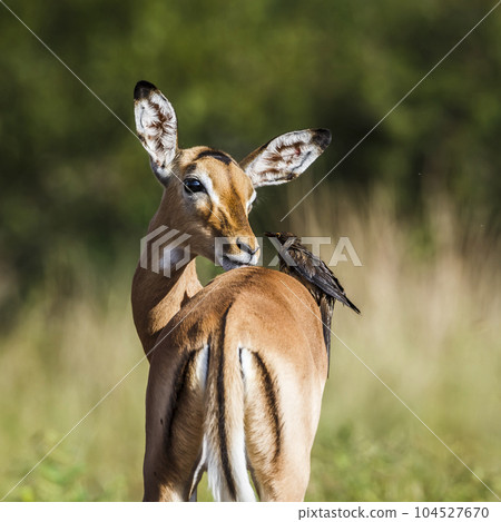 Red billed Oxpecker in Kruger National park, South Africa 104527670
