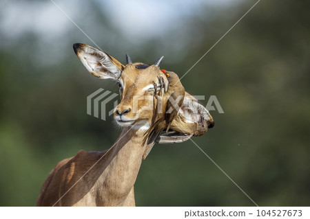Common Impala in Kruger National park, South Africa Common Impala in Kruger National park, South Africa 104527673
