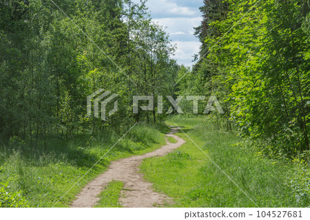 Path in the summer forest. Path in the summer forest. 104527681
