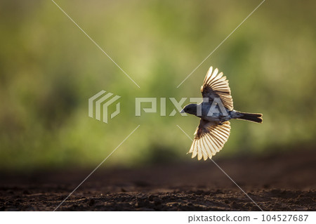 Southern Grey headed Sparrow in Kruger National park, South Africa Southern Grey headed Sparrow in Kruger National park, South Africa 104527687