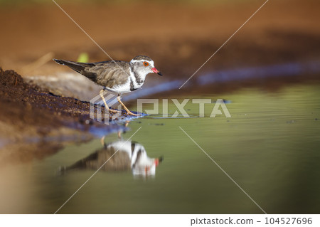 Three banded Plover in Kruger National park, South Africa Three banded Plover in Kruger National park, South Africa 104527696