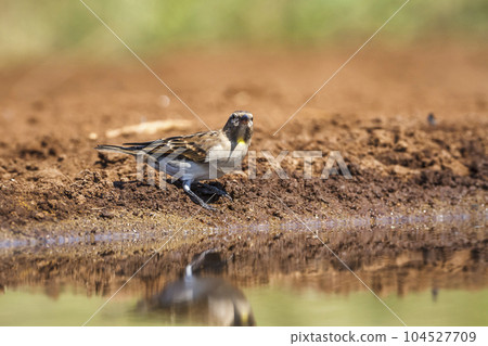 Yellow-throated Petronia in Kruger National park, South Africa 104527709