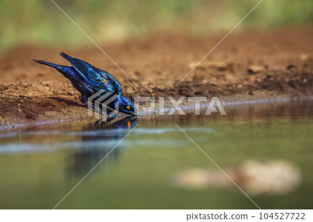 Cape Glossy Starling in Kruger National park, South Africa Cape Glossy Starling in Kruger National park, South Africa 104527722