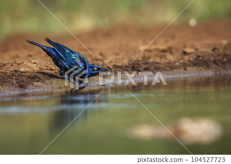 Cape Glossy Starling in Kruger National park, South Africa 104527723