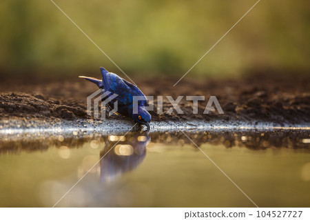 Cape Glossy Starling in Kruger National park, South Africa 104527727