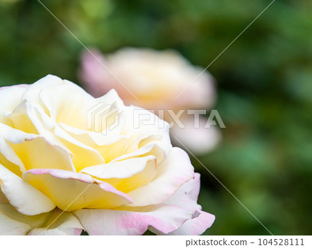 Colorful and beautiful rose garden in early summer 104528111