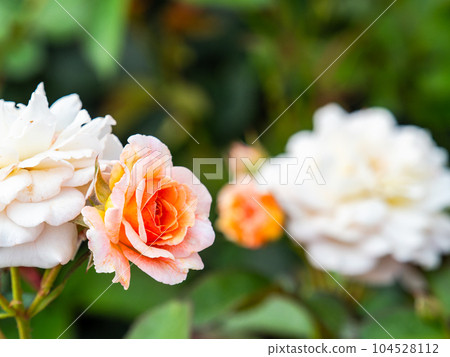 初夏的玫瑰園色彩繽紛、美麗 104528112