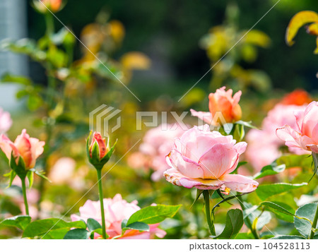 Colorful and beautiful rose garden in early summer 104528113