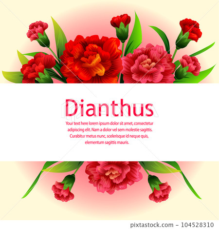 garden spring flower dianthus garden spring flower dianthus 104528310