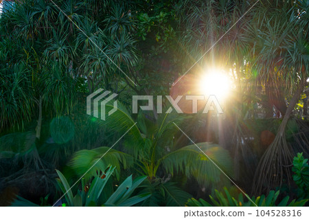 Trees with bright sun 104528316