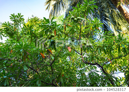 Cerbera odollam tree 104528317