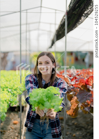 woman Farmer harvesting vegetable from hydroponics farm. Organic fresh vegetable, Farmer working with hydroponic vegetables garden 104529255