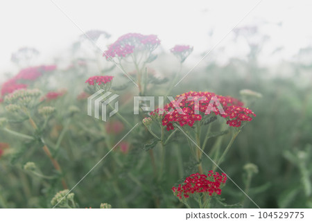 red flowers of ornamental cultivar yarrow on a foggy day close-up red flowers of ornamental cultivar yarrow on a foggy day close-up 104529775
