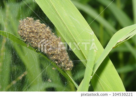 group of spiderlings 104530221