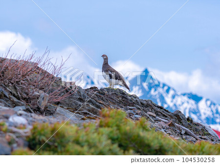 [Natural Monument] Grouse of the Northern Alps ♂ [Nagano Prefecture] 104530258