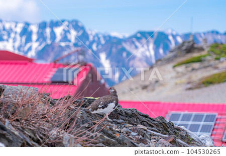 [Natural Monument] Grouse of the Northern Alps ♂ [Nagano Prefecture] 104530265