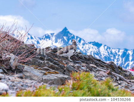[Natural Monument] Grouse of the Northern Alps ♂ [Nagano Prefecture] 104530266