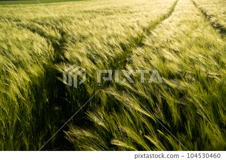 Agricultural field with ears of grain barley field. Fresh ears spikes of green barley. 104530460
