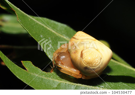 Otorino Fundamesi(女) Otorino Fundamesi(女) 104530477