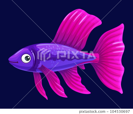 Colorful guppy aquarium fish. Isolated vector small, vibrant and peaceful tropical freshwater creature with vibrant hues, wide fins or tail, graceful movements and captivating stunning appearance 104530697