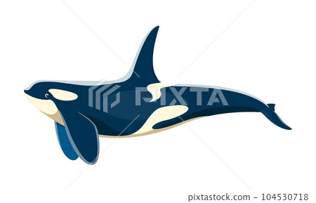 Killer whale animal character. Isolated cartoon vector orca, majestic marine mammal with distinct black and white markings. Agile, powerful, and intelligent top predator in the ocean Killer whale animal character. Isolated cartoon vector orca, majestic marine mammal with distinct black and white markings. Agile, powerful, and intelligent top predator in the ocean 104530718