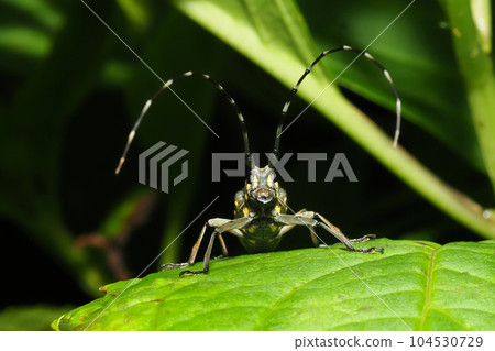 Kiboshikamikiri 104530729