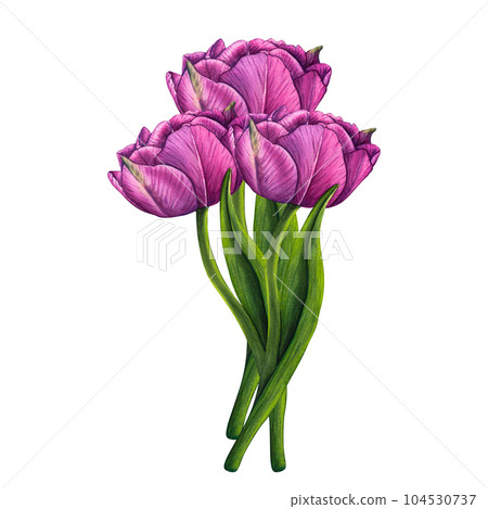 Hand drawn watercolor bouquet flowers tulips, pink peony on white background. Spring floral botanical illustration isolated for wedding invitation, birthday and mothers day cards Hand drawn watercolor bouquet flowers tulips, pink peony on white background. Spring floral botanical illustration isolated for wedding invitation, birthday and mothers day cards 104530737