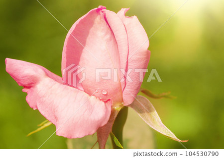 Pink tea rose on a green background. Flower with a drop of water macro photo. Pink tea rose on a green background. Flower with a drop of water macro photo. 104530790