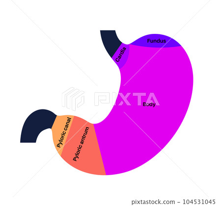 Stomach sections diagram 104531045